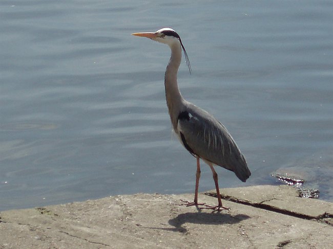 RP4221003.JPG